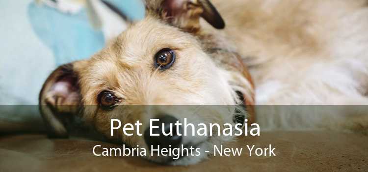 Pet Euthanasia Cambria Heights - New York