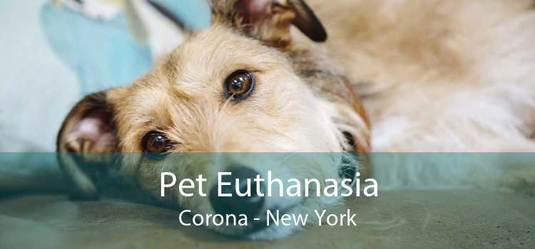 Pet Euthanasia Corona - New York