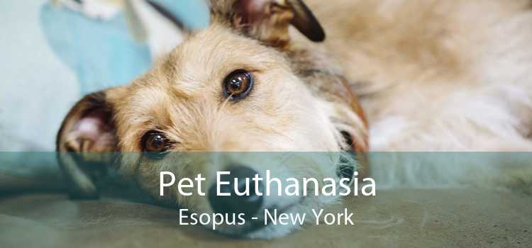 Pet Euthanasia Esopus - New York