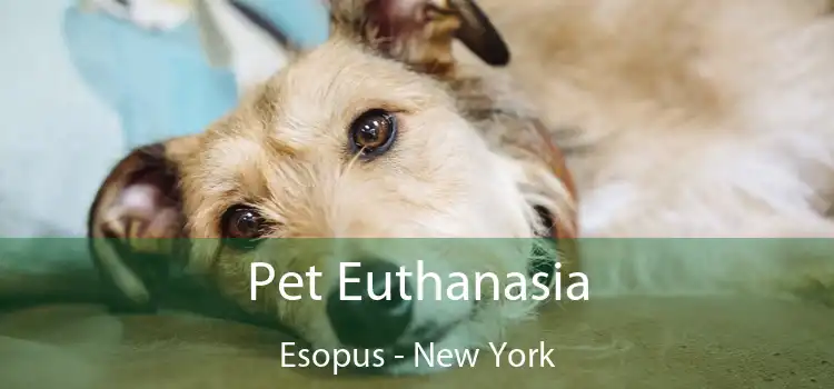 Pet Euthanasia Esopus - New York