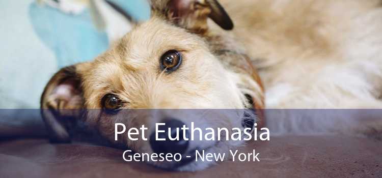 Pet Euthanasia Geneseo - New York