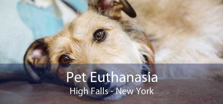 Pet Euthanasia High Falls - New York