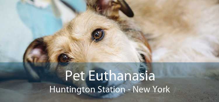 Pet Euthanasia Huntington Station - New York