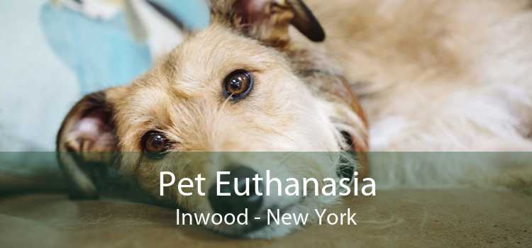 Pet Euthanasia Inwood - New York