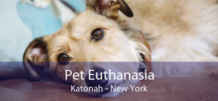 Pet Euthanasia Katonah - New York