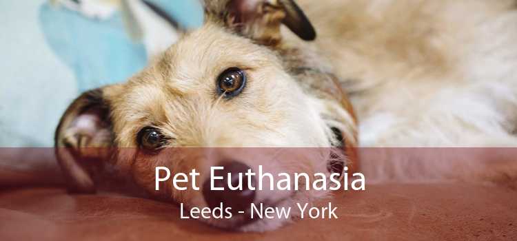 Pet Euthanasia Leeds - New York