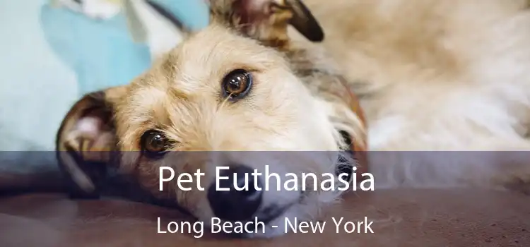 Pet Euthanasia Long Beach - New York