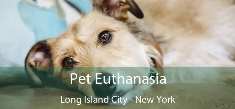 Pet Euthanasia Long Island City - New York