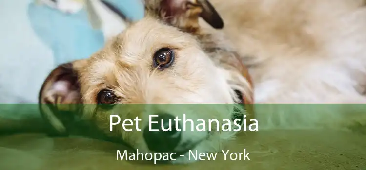 Pet Euthanasia Mahopac - New York