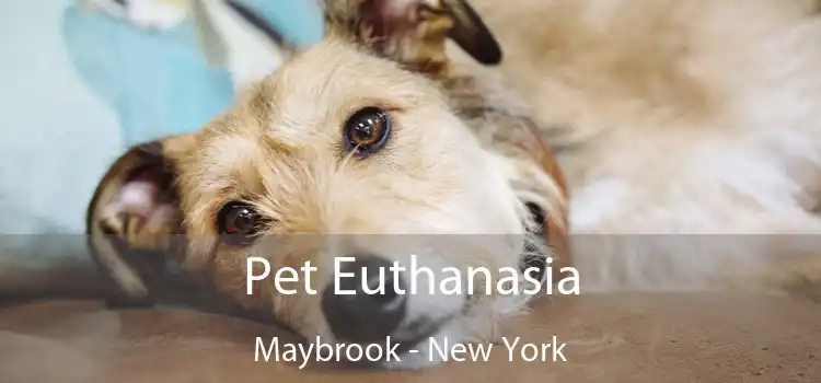 Pet Euthanasia Maybrook - New York