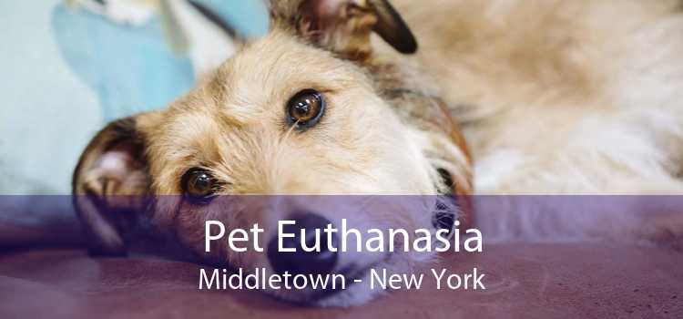 Pet Euthanasia Middletown - New York