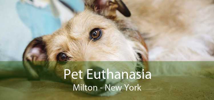 Pet Euthanasia Milton - New York
