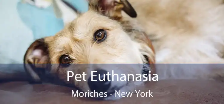 Pet Euthanasia Moriches - New York