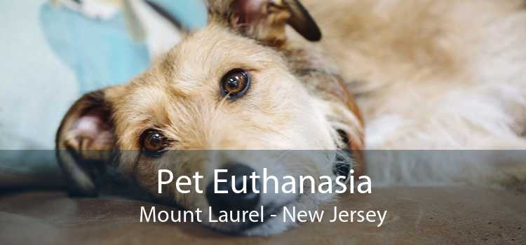 Pet Euthanasia Mount Laurel - New Jersey