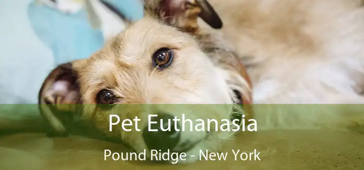 Pet Euthanasia Pound Ridge - New York