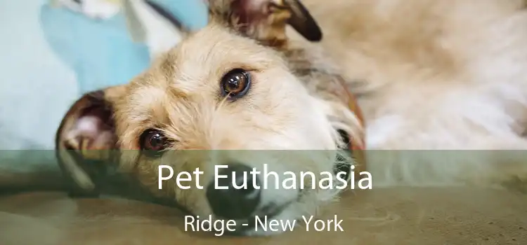 Pet Euthanasia Ridge - New York
