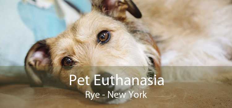 Pet Euthanasia Rye - New York