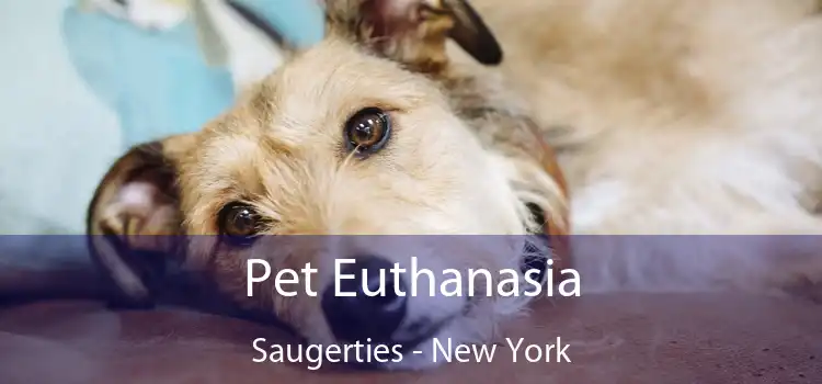 Pet Euthanasia Saugerties - New York
