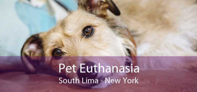 Pet Euthanasia South Lima - New York
