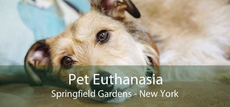 Pet Euthanasia Springfield Gardens - New York