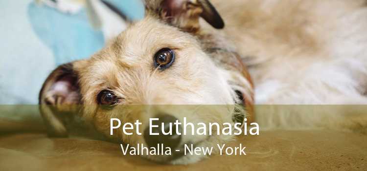 Pet Euthanasia Valhalla - New York