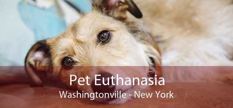 Pet Euthanasia Washingtonville - New York