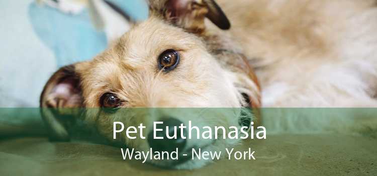 Pet Euthanasia Wayland - New York