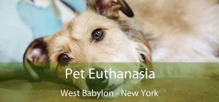 Pet Euthanasia West Babylon - New York