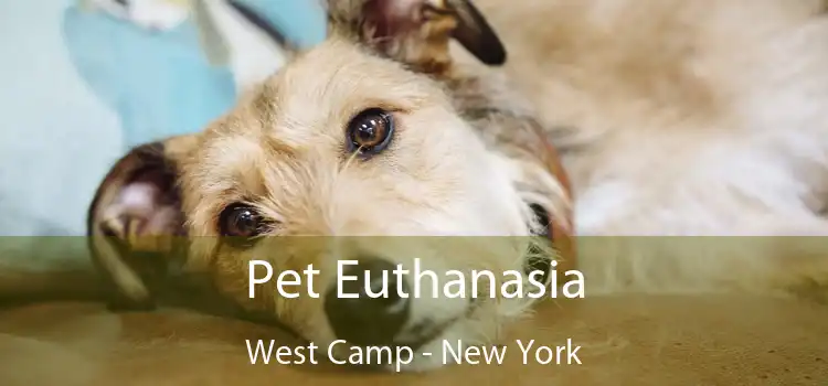 Pet Euthanasia West Camp - New York