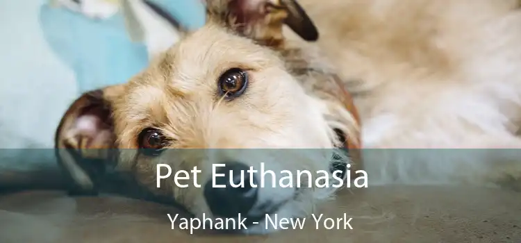 Pet Euthanasia Yaphank - New York