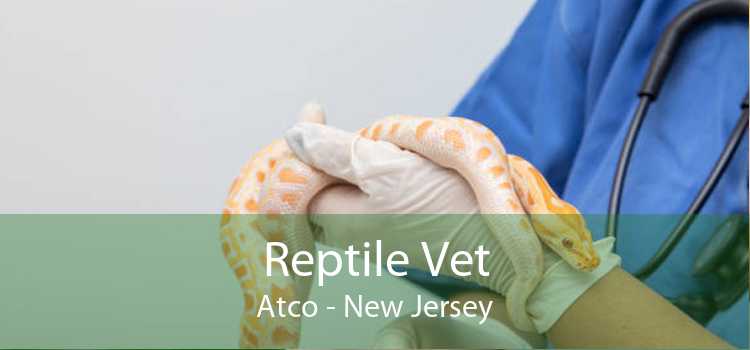 Reptile Vet Atco - New Jersey