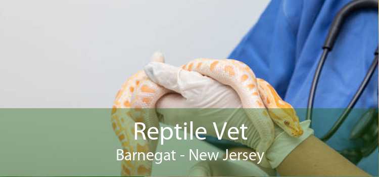 Reptile Vet Barnegat - New Jersey