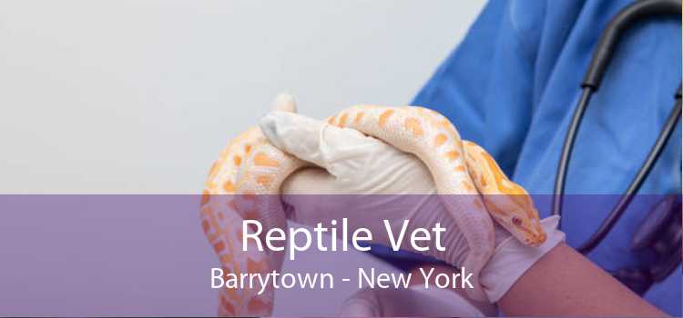 Reptile Vet Barrytown - New York