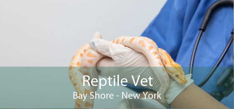 Reptile Vet Bay Shore - New York