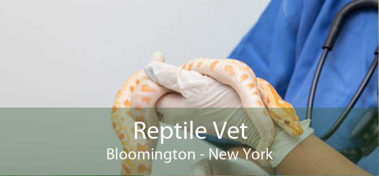 Reptile Vet Bloomington - New York