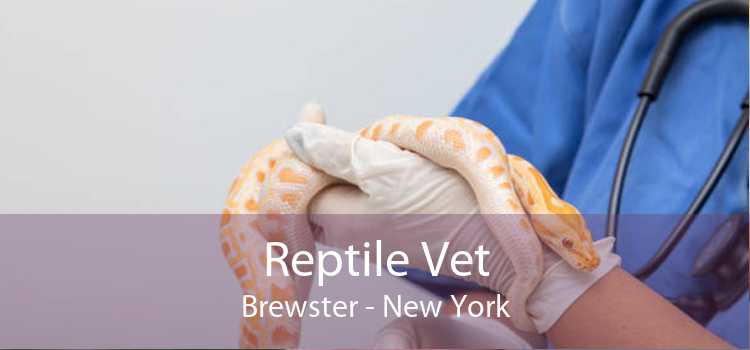 Reptile Vet Brewster - New York
