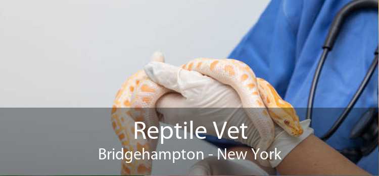 Reptile Vet Bridgehampton - New York