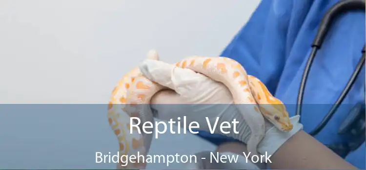 Reptile Vet Bridgehampton - New York