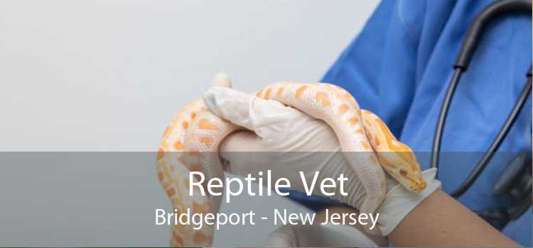 Reptile Vet Bridgeport - New Jersey