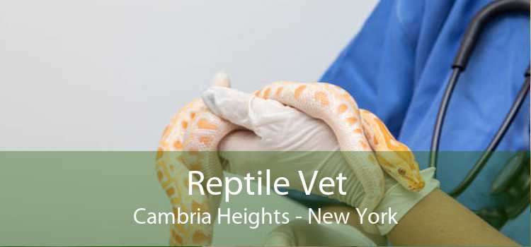 Reptile Vet Cambria Heights - New York