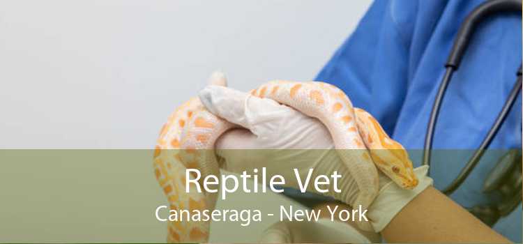Reptile Vet Canaseraga - New York