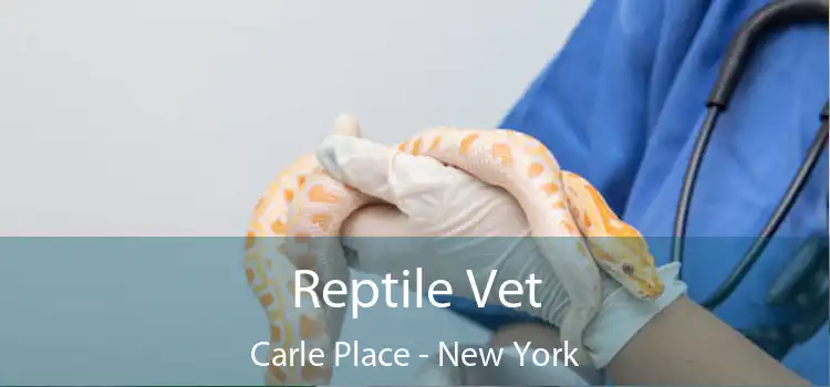 Reptile Vet Carle Place - New York