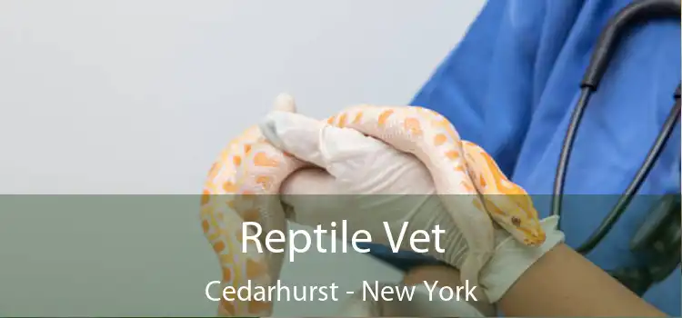 Reptile Vet Cedarhurst - New York