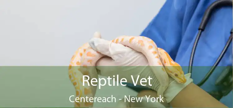 Reptile Vet Centereach - New York