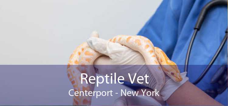 Reptile Vet Centerport - New York