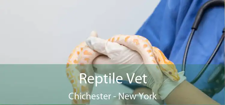 Reptile Vet Chichester - New York