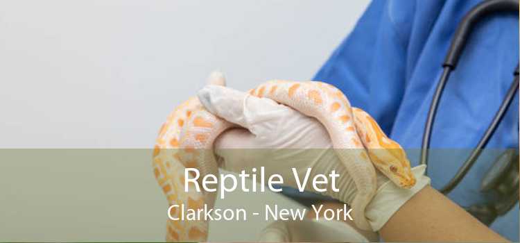 Reptile Vet Clarkson - New York