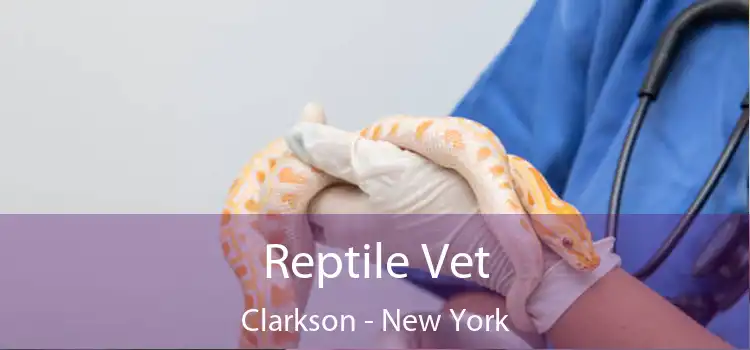 Reptile Vet Clarkson - New York