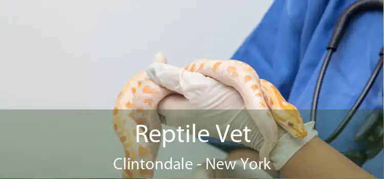 Reptile Vet Clintondale - New York