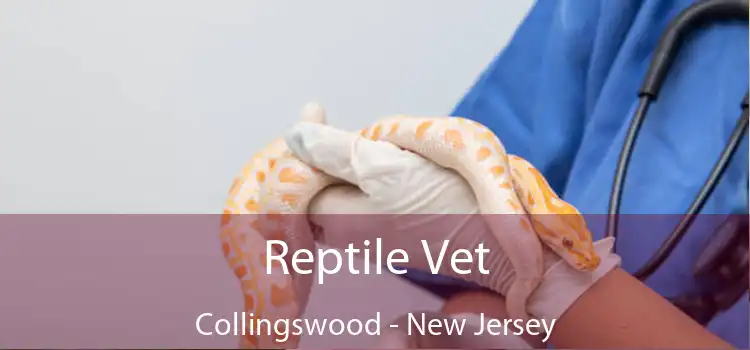 Reptile Vet Collingswood - New Jersey